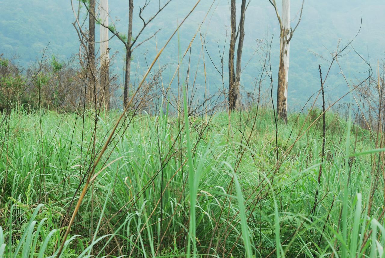 T Cherry Villa Munnar Exteriör bild