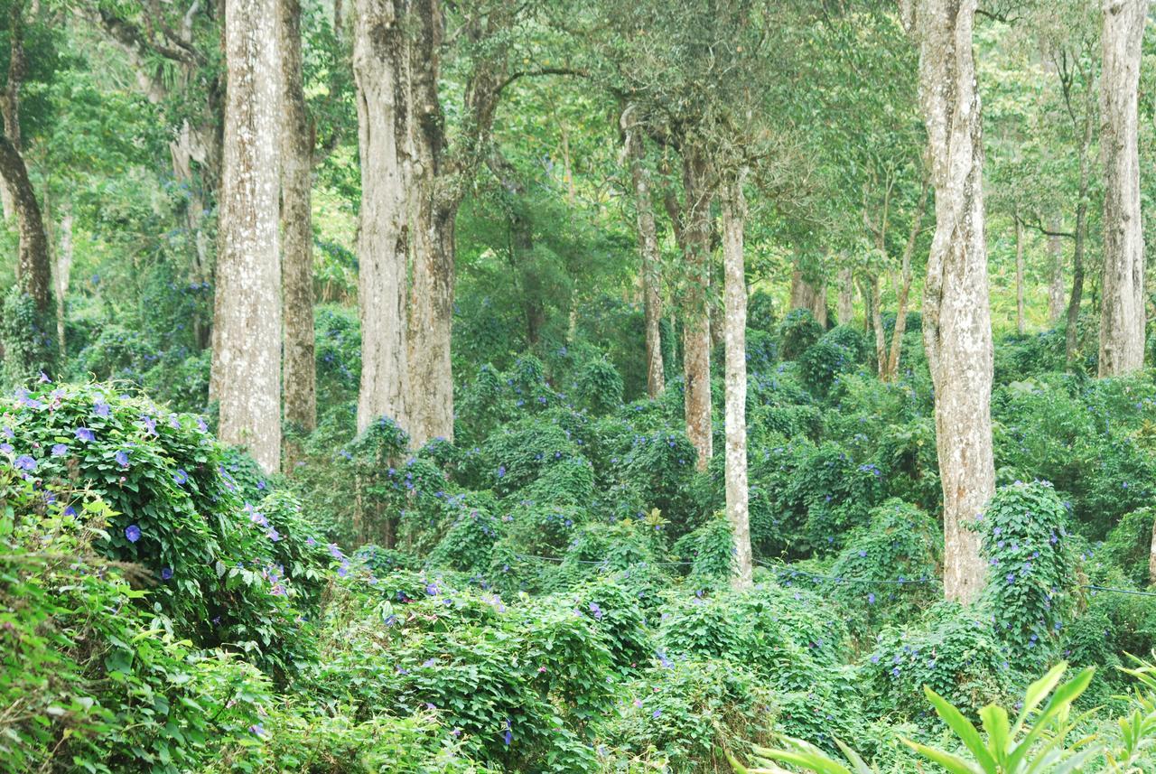 T Cherry Villa Munnar Exteriör bild