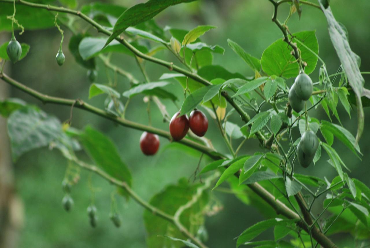 T Cherry Villa Munnar Exteriör bild